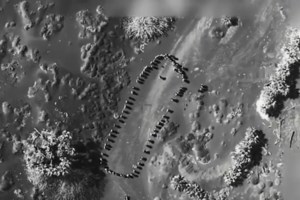 Guardian: Το στοίχημα Τραμπ για τους δασμούς αποτελεί το Brexit των ΗΠΑ - To προετοίμαζε εδώ και 40 χρόνια - εικόνα 4