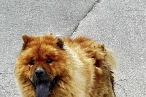 Μαζική δολοφονία γατών στην Πάτρα: Εξόντωσαν με φόλες πάνω από δέκα