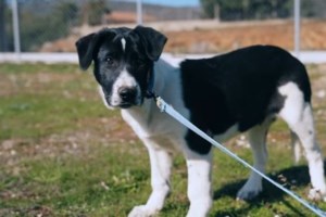 Η Αλίντα: Για αυτά τα υπέροχα πράσινα γλαρά της μάτια - εικόνα 3