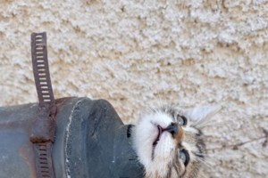 Το γατάκι του φρεατίου μάς χρειάζετε: Πώς μπορούμε να βοηθήσουμε ακόμη και με μια κοινοποίηση - εικόνα 2