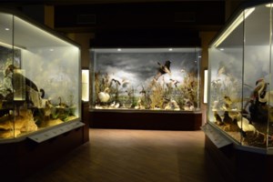 Απίστευτη τραγωδία στη Φλώρινα - Πέθανε ο μαθητής που δηλητηριάστηκε από μανιτάρια - εικόνα 2