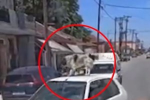 Φρίκη στη Θεσσαλονίκη: Τεμάχισαν νεογέννητα γατάκια και τα έβαλαν σε πιάτο σίτισης των αδέσποτων