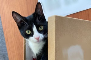 Κατανοώντας γιατί οι γάτες μαρκάρουν την περιοχή τους - εικόνα 3