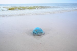 Μωβ μέδουσες: Ο χάρτης με τις πιο επικίνδυνες παραλίες - Έρχεται έξαρση στους επικίνδυνους "εισβολείς" - εικόνα 3