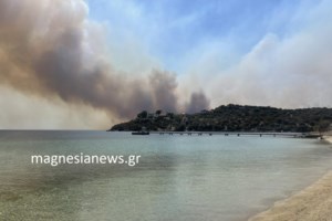 Φωτιά στη Μαγνησία: Δεκάδες αγελάδες κάηκαν σε βουστάσια της περιοχής - Προσοχή σκληρές εικόνες