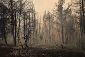 Αρκαδία-Ηλεία: Μέτωπο χιλιομέτρων στη Γορτυνία - Στις φλόγες τα χωριά, εικόνες καταστροφής στο Πυρρή - εικόνα 4