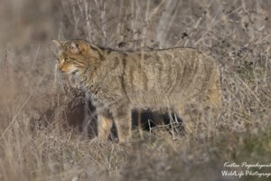 Χιλιάδες ψαρόνια "έκρυψαν" τον ουρανό στο Ναύπλιο - Δείτε βίντεο