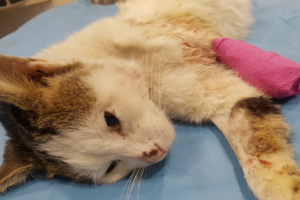 Πρώτη προφυλάκιση για ζωοκτονία στην Ελλάδα: Στη φυλακή 23χρονος που σκότωσε γάτα