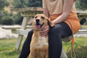 Τουρίστας έχασε τη σκυλίτσα του στα σύνορα του Έβρου και τη βρήκε ένα χρόνο μετά στη Σερβία - "Η πίστη μετακινεί βουνά!" - εικόνα 4