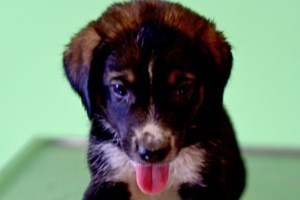 Ο πιο όμορφος κούταβος του καλοκαιριού: Ο Τζαφάρ είναι ένας φανταστικός χαρακτήρας που θα γίνει... κάμποσος, όχι καμπόσος