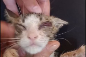 Το γατάκι του φρεατίου μάς χρειάζετε: Πώς μπορούμε να βοηθήσουμε ακόμη και με μια κοινοποίηση