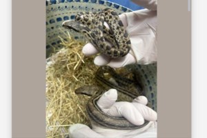 Λαμία: Αναστάτωση με φίδι που κρύφτηκε μέσα σε αυτοκίνητο- Κλήθηκε η Πυροσβεστική [εικόνες, βίντεο] - εικόνα 4