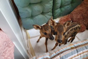 Και όμως: Δεινόσαυροι κολυμπούσαν σε ποτάμια της Αφρικής