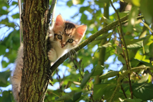 Φρικτό έγκλημα στην Κύπρο: Βασάνισαν και σκότωσαν γάτα μαζί με τα μικρά της - Έγραψαν με το αίμα τους στους τοίχους