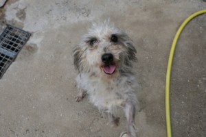 Σώστε ένα αδεσποτάκι: Ο Έντι από το δημοτικό κυνοκομείο Σπάρτης - Η ζωή μου δεν μου χαρίστηκε την πάλεψα - εικόνα 4