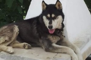 Οργή για το χάσκι στην Αράχωβα: Στο μικροσκόπιο "τηλεπερσόνες" με παρελθόν στις κακοποιήσεις ζώων - εικόνα 2