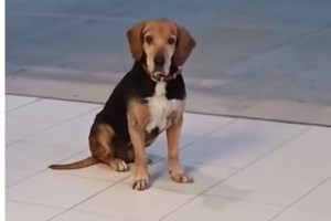 Νέα Ιωνία: Βίντεο ντοκουμέντο - 69χρονη πέταξε στα σκουπίδια 4 κουταβάκια - Της επιβλήθηκε πρόστιμο 120.000 ευρώ