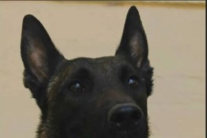 Αποτροπιασμός στην Πρέβεζα: Σκότωσε σκύλο μέσα στον κόσμο σε περιοχή που έπαιζαν παιδιά