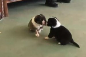 Τα ζώα του πουθενά και του κανένα που θέλουν πολύ να ζήσουν: Ένας σκελετός που κουνάει ασταμάτητα την ουρά