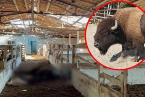 Υποσχέσεις Ερντογάν: Ρωσία και Τουρκία θα παραδώσουν δωρεάν σιτηρά σε φτωχές αφρικανικές χώρες - εικόνα 2