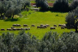 Πανώλη αιγοπροβάτων: Μέτρα και στην Αχαΐα - Βρίσκεται σε ζώνη επιτήρησης