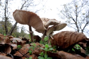 Φλώρινα: Θρήνος στο χωριό του 15χρονου που έφυγε από δηλητηριασμένα μανιτάρια - εικόνα 3