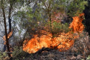 Φωτιά στο Βασιλίτσι Μεσσηνίας: Δύσκολη η νύχτα - Επιχειρούν πλέον μόνο επίγειες δυνάμεις [βίντεο]