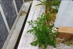 24 χρόνια χωρίς τον Ανδρέα Παπανδρέου: Εκδήλωση στο Καλέντζι με μήνυμα ΓΑΠ [Εικόνες] - εικόνα 5