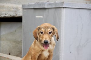 Σώστε ένα αδεσποτάκι: Η Λόνα, ένα μωρό, που μεγάλωσε απότομα στο στρατόπεδο τεθωρακισμένων Αυλώνα - εικόνα 2