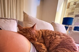 Πρωκτικοί αδένες σε σκύλο και σε γάτα: Τι είναι - Oι κινήσεις του ζώου που πρέπει να σας αφυπνίσουν - εικόνα 2