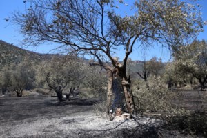 Ανατροπή πυροσβεστικού οχήματος στην Ιτέα – Δύο τραυματίες πυροσβέστες από τον Πύργο