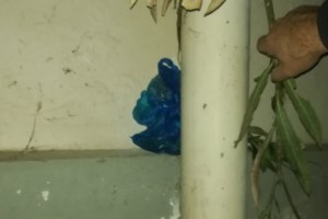 Ναρκοκρυψώνες στις φοιτητικές εστίες του Ζωγράφου: Τα έκρυβαν σε... δέντρα και υδρορροές