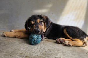 Ραντεβού και σήμερα με πυρόπληκτα και πλημμυροπαθή ζωάκια: Πάμε όλοι μαζί να αλλάξουμε τις ζωές μας - εικόνα 2