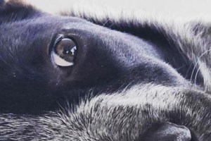 Σώστε ενα αδεσποτάκι: Μην με προσπερνάτε, δεν μου λείπει τίποτα, εκτός από... ουφ-ουφ - εικόνα 4