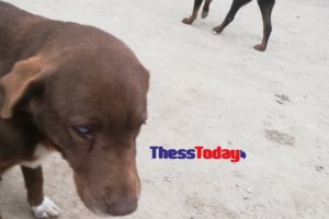 Κτηνωδία στη Σίκινο: Δηλητηρίασαν 35 ζώα με φόλες - Νεκρές δέκα γάτες