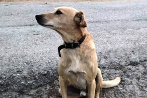 Ιωάννινα: Σκότωσε τον σκύλο της ανιψιάς του μπροστά στα μάτια της