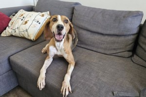 Μπορεί ο σκύλος μου να πάσχει από άνοια; Tι είναι το σύνδρομο της γνωστικής δυσλειτουργίας - Συμπτώματα και αιτίες