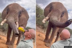 Τραγωδία στην Ινδονησία: 8χρονη ποδοπατήθηκε από ελέφαντα – Προσπάθησε να διαφύγει αλλά γλίστρησε