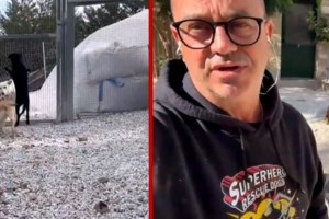 Αγρίνιο: Σπίτι "κολαστήριο" για σκύλους και γάτες από συλλέκτες ζώων