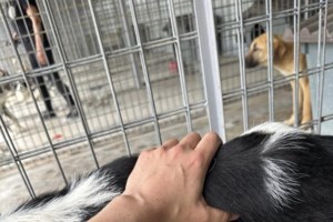 Η Σούζι ζούσε στο κυνοκομείο Τρίπολης: Δέχθηκε πολλαπλές επιθέσεις, αλλά κανείς δεν το πρόσεξε - εικόνα 2