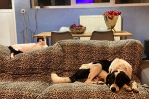 H Mίνι, βρέθηκε σε κτηνιατρείο με την πρόθεση να γίνει ευθανασία απλά επειδή ήταν τυφλή