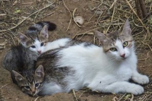 Θρίλερ στην Πάτρα: 43χρονη εντοπίστηκε νεκρή μέσα σε αυτοκίνητο