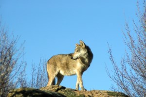 Αρκτούρος: H απελευθέρωση της Μάρθας, της ορφανής αρκουδίτσας που βρέθηκε σε ένα χωριό της Κοζάνης πέρυσι