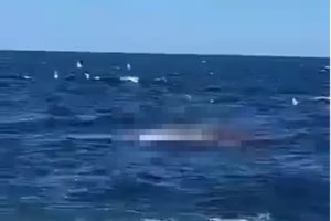 Γιώργος Λιάγκας: Η αναπάντεχη συνάντησή του με έναν καρχαρία στη θάλασσα [Εικόνες] - εικόνα 5