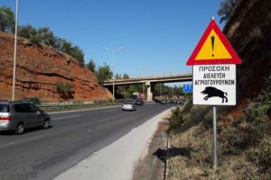 Συναγερμός στα σύνορα για αφρικανική πανώλη των χοίρων - Τι λέει καθηγητής του ΑΠΘ - εικόνα 3