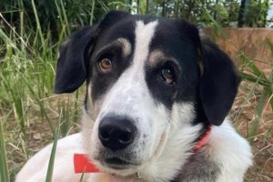 Σώστε ένα αδεσποτάκι: Η Λόλα... Μάλλον θα τρελαθείτε άμα την γνωρίσετε - εικόνα 6