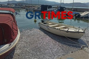 Τον γύρο των διεθνών ΜΜΕ κάνουν οι εικόνες με τα νεκρά ψάρια στην παραλία του Βόλου: "Η ασημί κουβέρτα της καταστροφής" - εικόνα 4