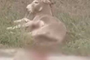 Ζίτσα: Δυσάρεστη κατάληξη για το κακοποιημένο γαϊδουράκι - Υπεβλήθη σε ευθανασία