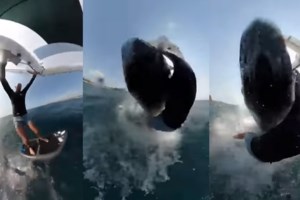 Ο τελευταίος χορός μιας φάλαινας φυσητήρα: Κολύμπησε και έπαιξε με κόσμο στην Αυστραλία αλλά κόλλησε σε ύφαλο και πέθανε