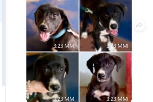 Δυο μικρές αδέσποτες αδερφούλες αγωνίζονται να σωθούν στον Μαραθώνα